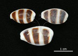 中文名:浮標寶螺(002672-00062)學名:Cypraea asellus Linnaeus, 1758(002672-00062)