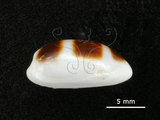 中文名:浮標寶螺(002672-00063)學名:Cypraea asellus Linnaeus, 1758(002672-00063)