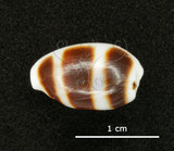 中文名:浮標寶螺(002672-00063)學名:Cypraea asellus Linnaeus, 1758(002672-00063)