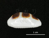 中文名:浮標寶螺(002964-00029)學名:Cypraea asellus Linnaeus, 1758(002964-00029)