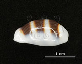 中文名:浮標寶螺(002964-00029)學名:Cypraea asellus Linnaeus, 1758(002964-00029)