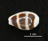 中文名:浮標寶螺(002964-00029)學名:Cypraea asellus Linnaeus, 1758(002964-00029)