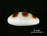 中文名:浮標寶螺(003374-00003)學名:Cypraea asellus Linnaeus, 1758(003374-00003)