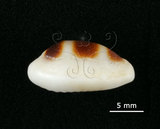 中文名:浮標寶螺(005112-00076)學名:Cypraea asellus Linnaeus, 1758(005112-00076)