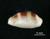 中文名:浮標寶螺(005112-00076)學名:Cypraea asellus Linnaeus, 1758(005112-00076)