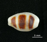 中文名:浮標寶螺(005112-00076)學名:Cypraea asellus Linnaeus, 1758(005112-00076)