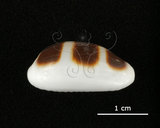 中文名:浮標寶螺(005814-00062)學名:Cypraea asellus Linnaeus, 1758(005814-00062)