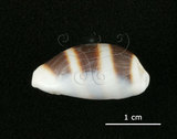 中文名:浮標寶螺(005814-00062)學名:Cypraea asellus Linnaeus, 1758(005814-00062)