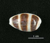 中文名:浮標寶螺(005814-00062)學名:Cypraea asellus Linnaeus, 1758(005814-00062)