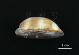 中文名:酒桶寶螺(002119-00006)學名:Cypraea talpa Linnaeus, 1758(002119-00006)