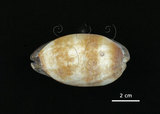 中文名:酒桶寶螺(002119-00006)學名:Cypraea talpa Linnaeus, 1758(002119-00006)