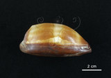 中文名:酒桶寶螺(002368-00393)學名:Cypraea talpa Linnaeus, 1758(002368-00393)