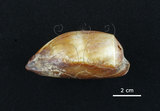 中文名:酒桶寶螺(002368-00393)學名:Cypraea talpa Linnaeus, 1758(002368-00393)