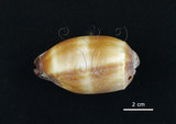 中文名:酒桶寶螺(002368-00393)學名:Cypraea talpa Linnaeus, 1758(002368-00393)