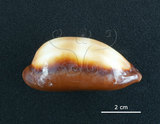 中文名:酒桶寶螺(003317-00031)學名:Cypraea talpa Linnaeus, 1758(003317-00031)