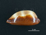 中文名:酒桶寶螺(003317-00031)學名:Cypraea talpa Linnaeus, 1758(003317-00031)