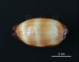 中文名:酒桶寶螺(003317-00031)學名:Cypraea talpa Linnaeus, 1758(003317-00031)