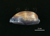 中文名:酒桶寶螺(003424-00025)學名:Cypraea talpa Linnaeus, 1758(003424-00025)