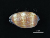 中文名:酒桶寶螺(003424-00025)學名:Cypraea talpa Linnaeus, 1758(003424-00025)