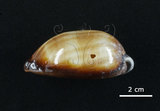 中文名:酒桶寶螺(006146-00006)學名:Cypraea talpa Linnaeus, 1758(006146-00006)