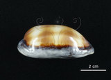 中文名:酒桶寶螺(006146-00007)學名:Cypraea talpa Linnaeus, 1758(006146-00007)
