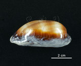 中文名:酒桶寶螺(006146-00007)學名:Cypraea talpa Linnaeus, 1758(006146-00007)