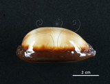 中文名:酒桶寶螺(006146-00008)學名:Cypraea talpa Linnaeus, 1758(006146-00008)