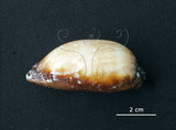 中文名:酒桶寶螺(006146-00008)學名:Cypraea talpa Linnaeus, 1758(006146-00008)