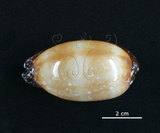 中文名:酒桶寶螺(006146-00008)學名:Cypraea talpa Linnaeus, 1758(006146-00008)