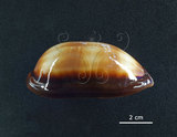 中文名:酒桶寶螺(006146-00009)學名:Cypraea talpa Linnaeus, 1758(006146-00009)