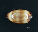 中文名:酒桶寶螺(006146-00009)學名:Cypraea talpa Linnaeus, 1758(006146-00009)