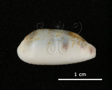 中文名:鍛帶寶螺(004537-00053)學名:Cypraea pallidula Gaskoin, 1849(004537-00053)