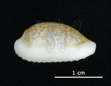 中文名:鍛帶寶螺(005848-00036)學名:Cypraea pallidula Gaskoin, 1849(005848-00036)