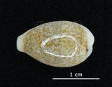中文名:鍛帶寶螺(005848-00036)學名:Cypraea pallidula Gaskoin, 1849(005848-00036)