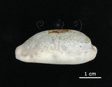 中文名:清齒寶螺(002119-00073)學名:Cypraea caurica Linnaeus, 1758(002119-00073)