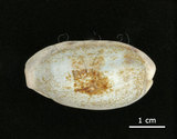 中文名:清齒寶螺(002119-00073)學名:Cypraea caurica Linnaeus, 1758(002119-00073)