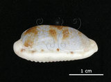 中文名:清齒寶螺(002629-00036)學名:Cypraea caurica Linnaeus, 1758(002629-00036)