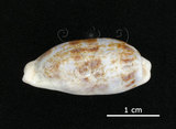 中文名:清齒寶螺(002629-00036)學名:Cypraea caurica Linnaeus, 1758(002629-00036)