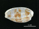 中文名:清齒寶螺(002629-00036)學名:Cypraea caurica Linnaeus, 1758(002629-00036)