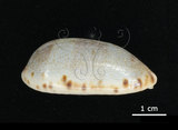 中文名:清齒寶螺(002690-00012)學名:Cypraea caurica Linnaeus, 1758(002690-00012)