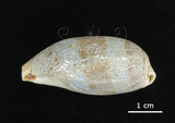 中文名:清齒寶螺(002690-00012)學名:Cypraea caurica Linnaeus, 1758(002690-00012)