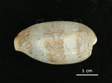 中文名:清齒寶螺(002690-00012)學名:Cypraea caurica Linnaeus, 1758(002690-00012)