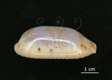 中文名:清齒寶螺(005814-00068)學名:Cypraea caurica Linnaeus, 1758(005814-00068)