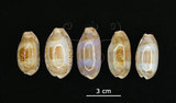 中文名:清齒寶螺(005814-00068)學名:Cypraea caurica Linnaeus, 1758(005814-00068)