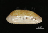 中文名:清齒寶螺(006146-00017)學名:Cypraea caurica Linnaeus, 1758(006146-00017)