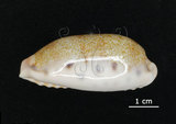 中文名:清齒寶螺(006146-00017)學名:Cypraea caurica Linnaeus, 1758(006146-00017)