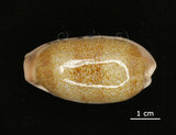 中文名:清齒寶螺(006146-00017)學名:Cypraea caurica Linnaeus, 1758(006146-00017)