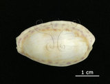 中文名:中華寶螺(002386-00001)學名:Cypraea chinensis Gmelin, 1791(002386-00001)