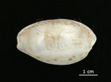 中文名:中華寶螺(002629-00037)學名:Cypraea chinensis Gmelin, 1791(002629-00037)