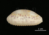 中文名:中華寶螺(002629-00038)學名:Cypraea chinensis Gmelin, 1791(002629-00038)